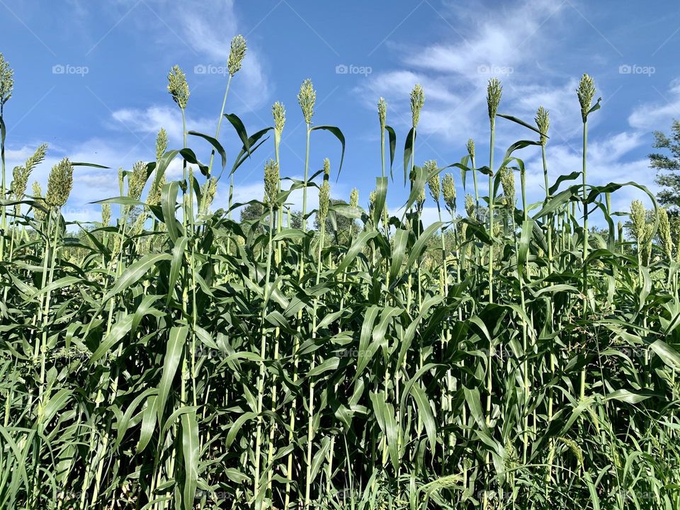 cultivation of sorghum in upper Italy