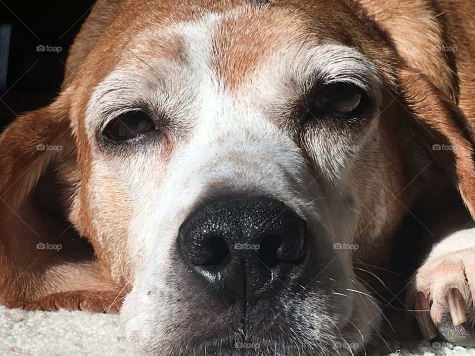 Sleepy dog, close-up