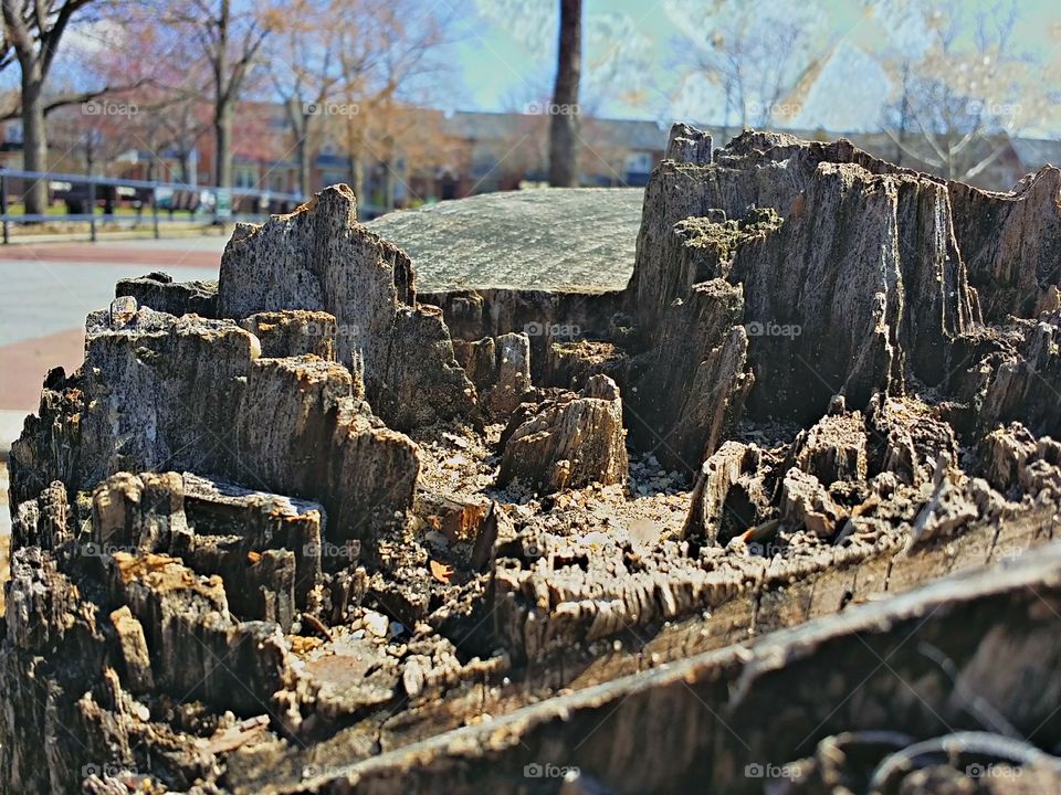 Mountain . I took a picture of a three trunk