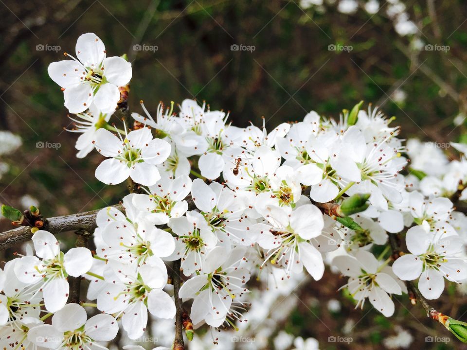 White flowers blooming in spring