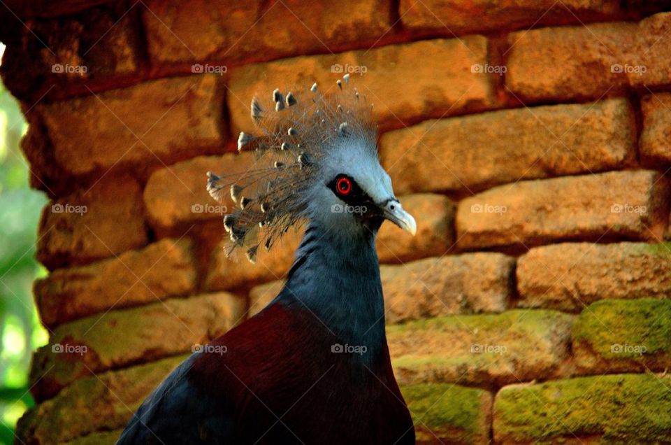 Close-up of peahen