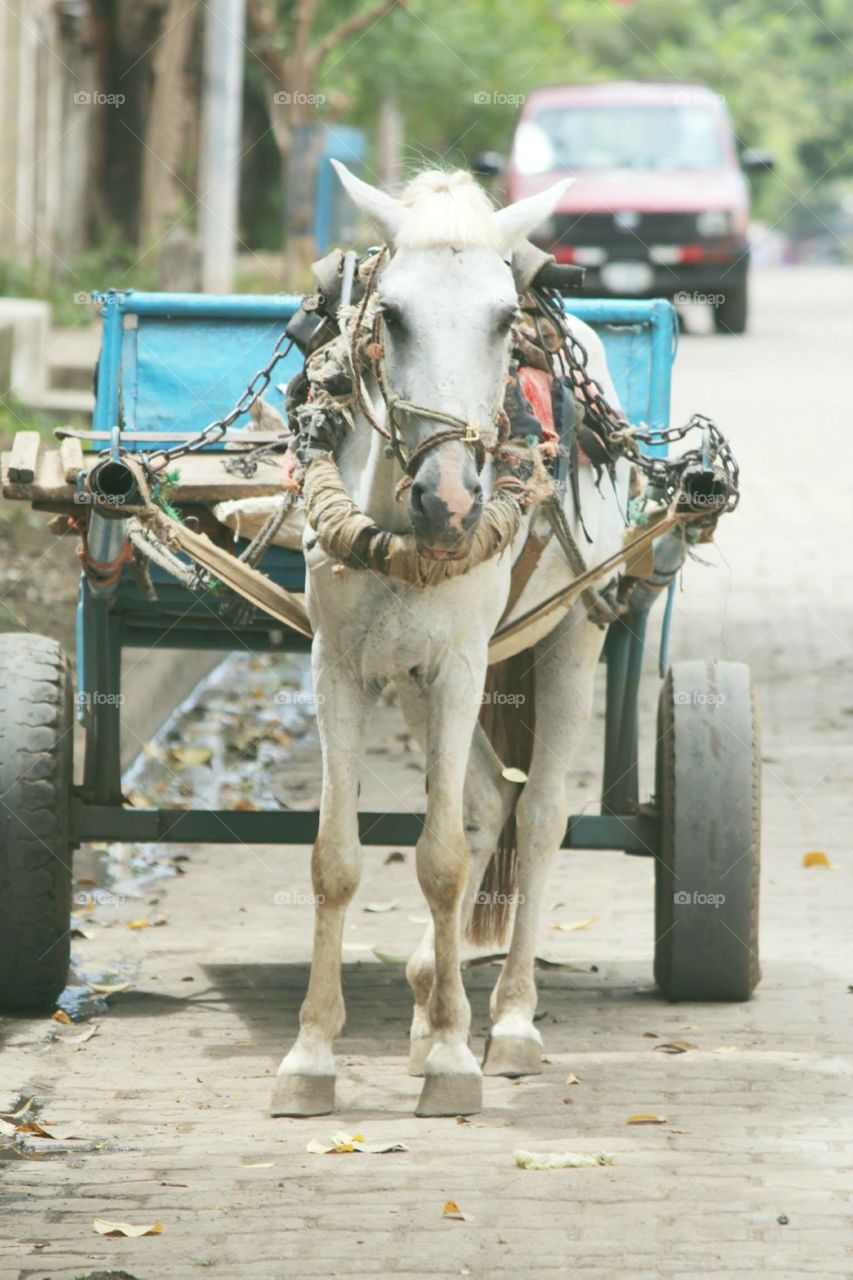 Working Horse