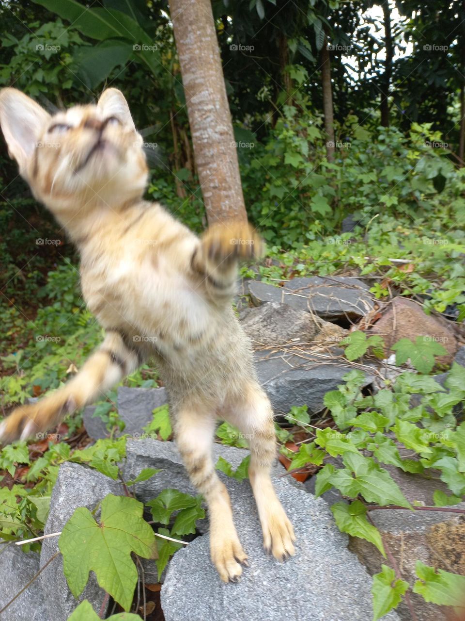 The cute kitten is in the grass garden