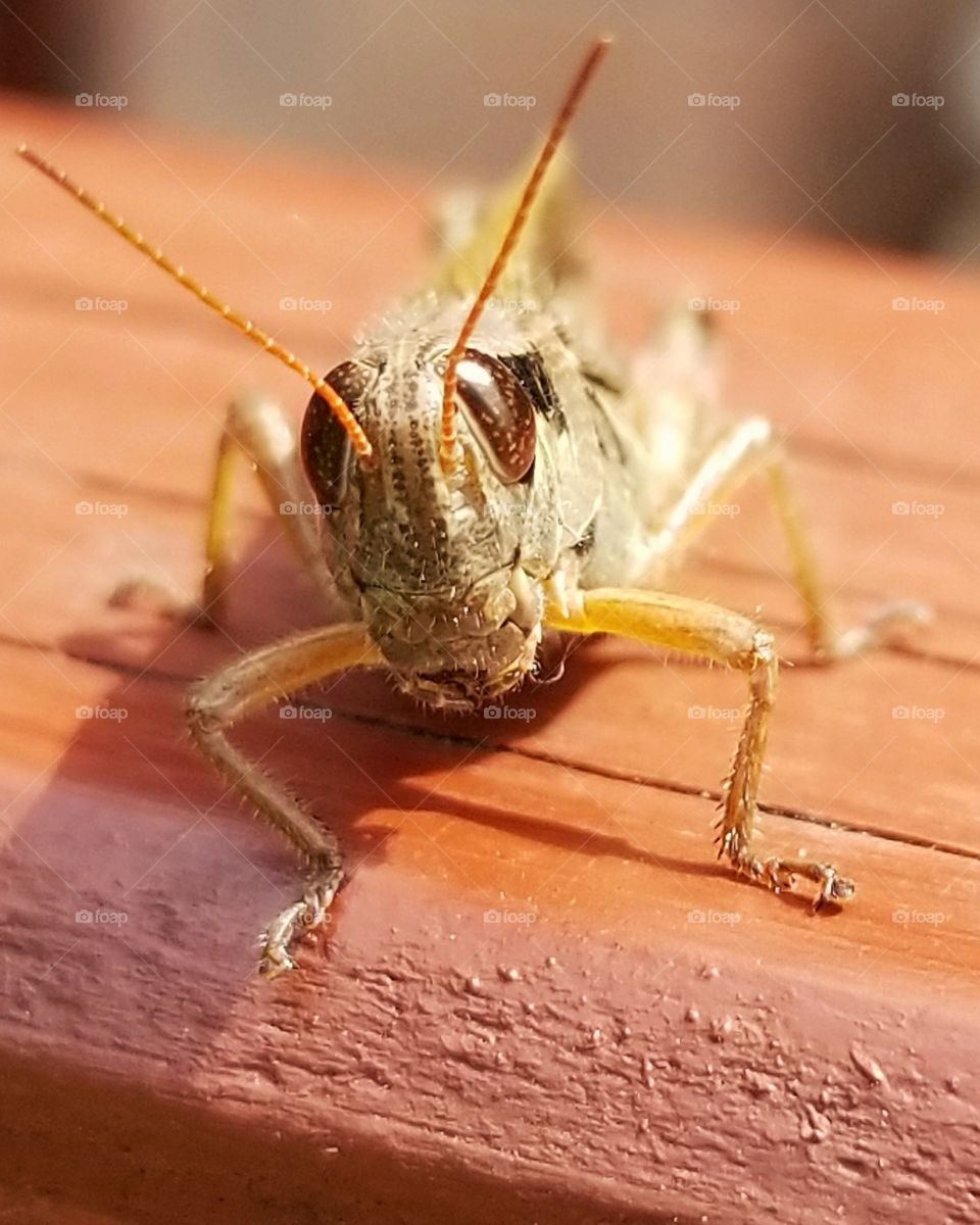 Grasshopper selfie