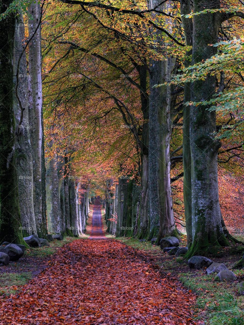 Enjoy the beautiful forest passage