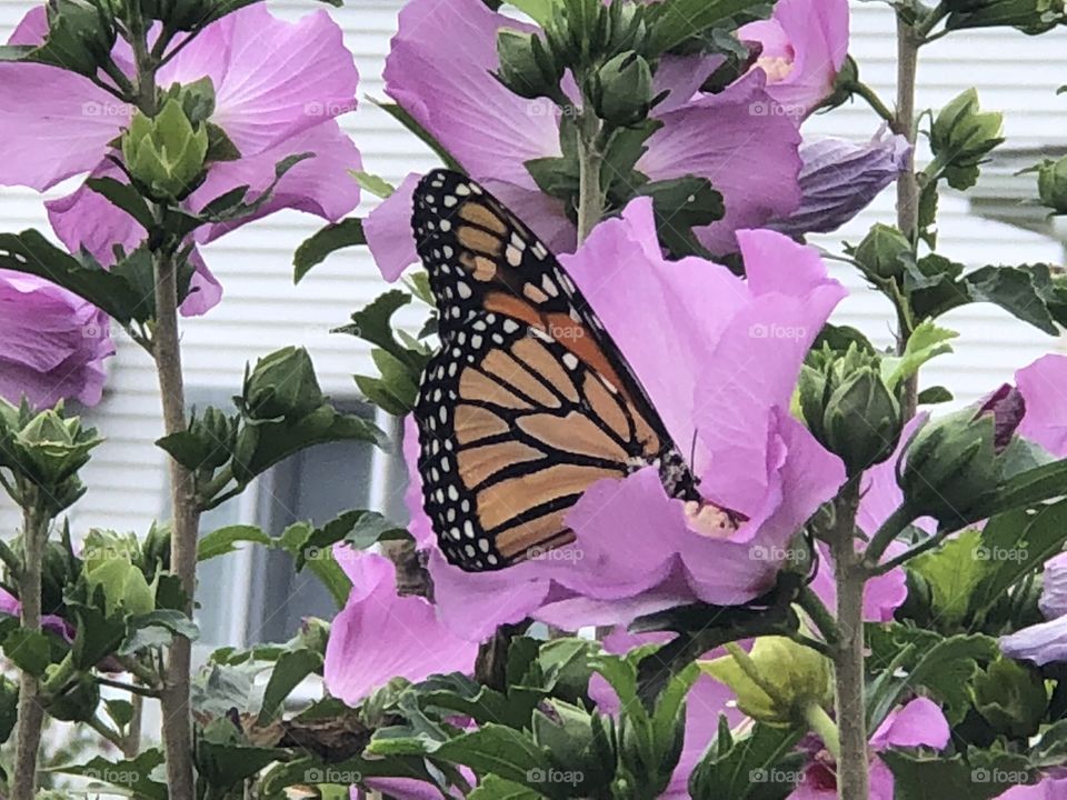 Monarch butterfly on Rose of Sharon 