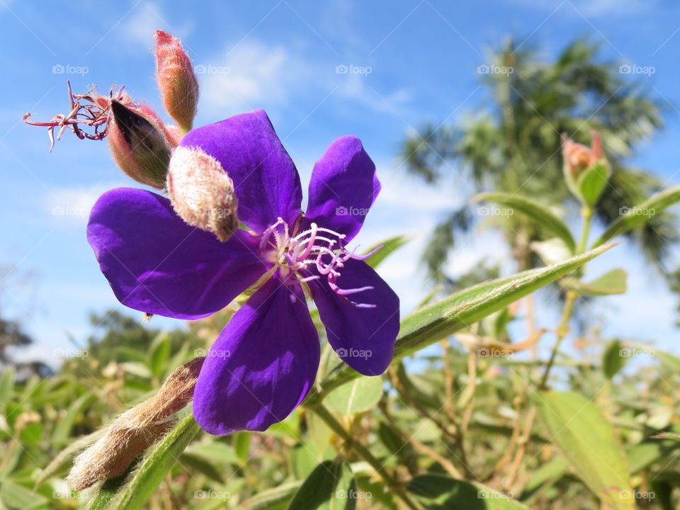 Flower Perspective