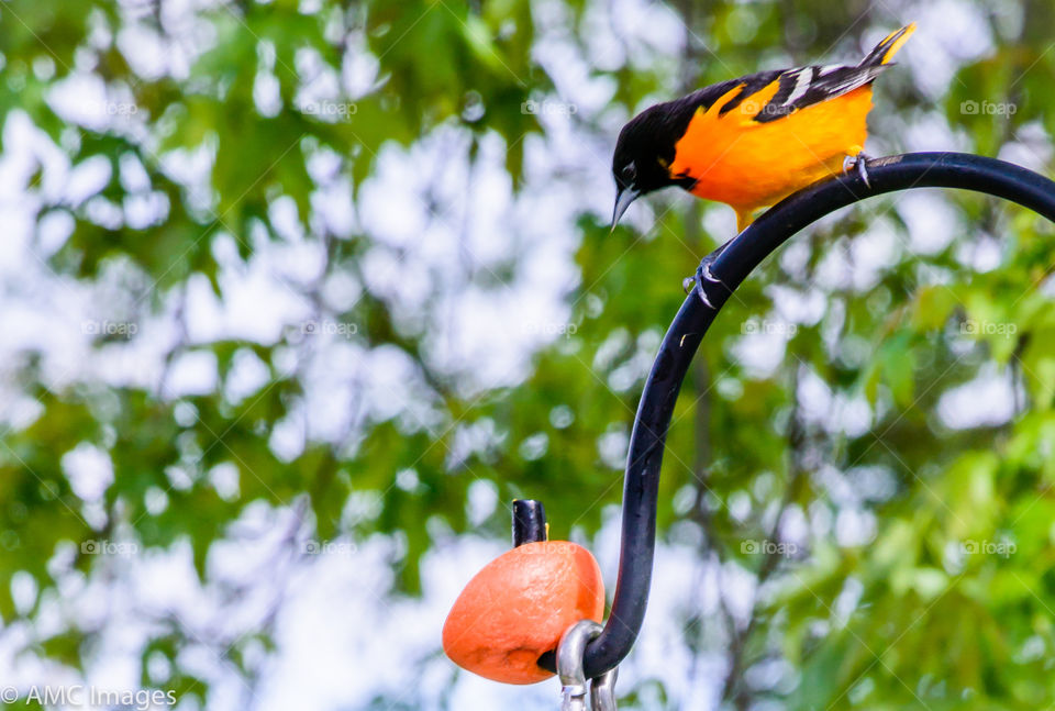 Oriole sitting on post ready to eat from an orange