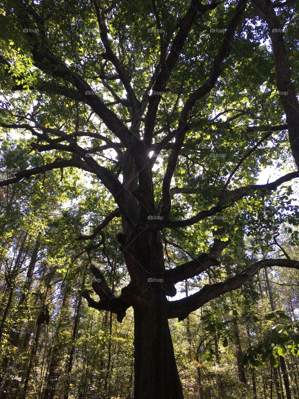 Big white oak at the end of the hiking trail at Camp Kanata in Wake Forest, NC