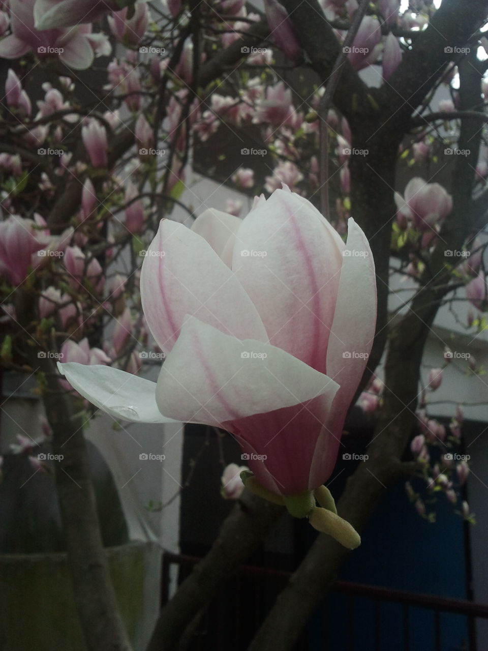 magnolia