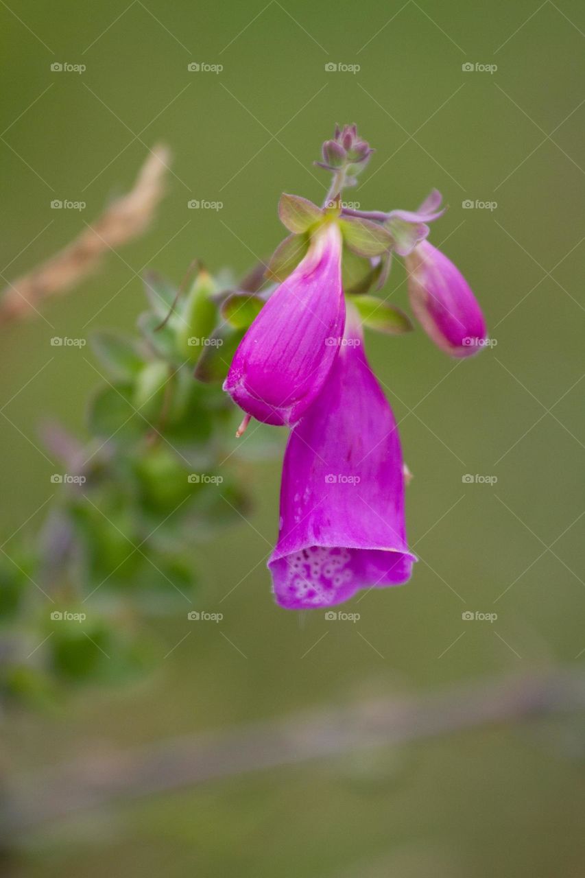 long flower