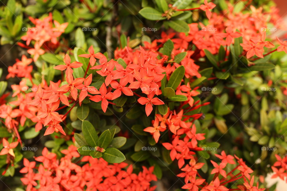 Orange Island Flowers. Sri Lanka. Taken July 2010.