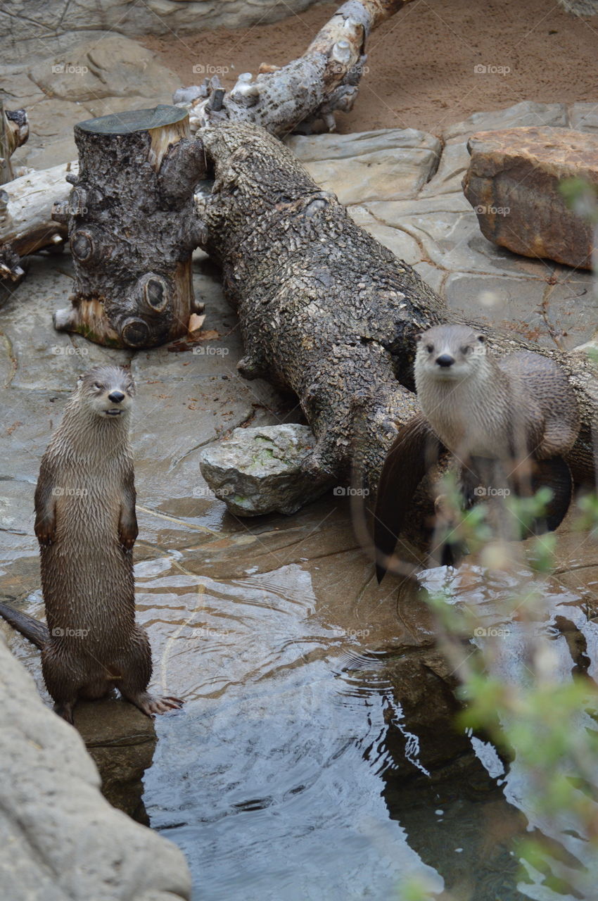 curious otters