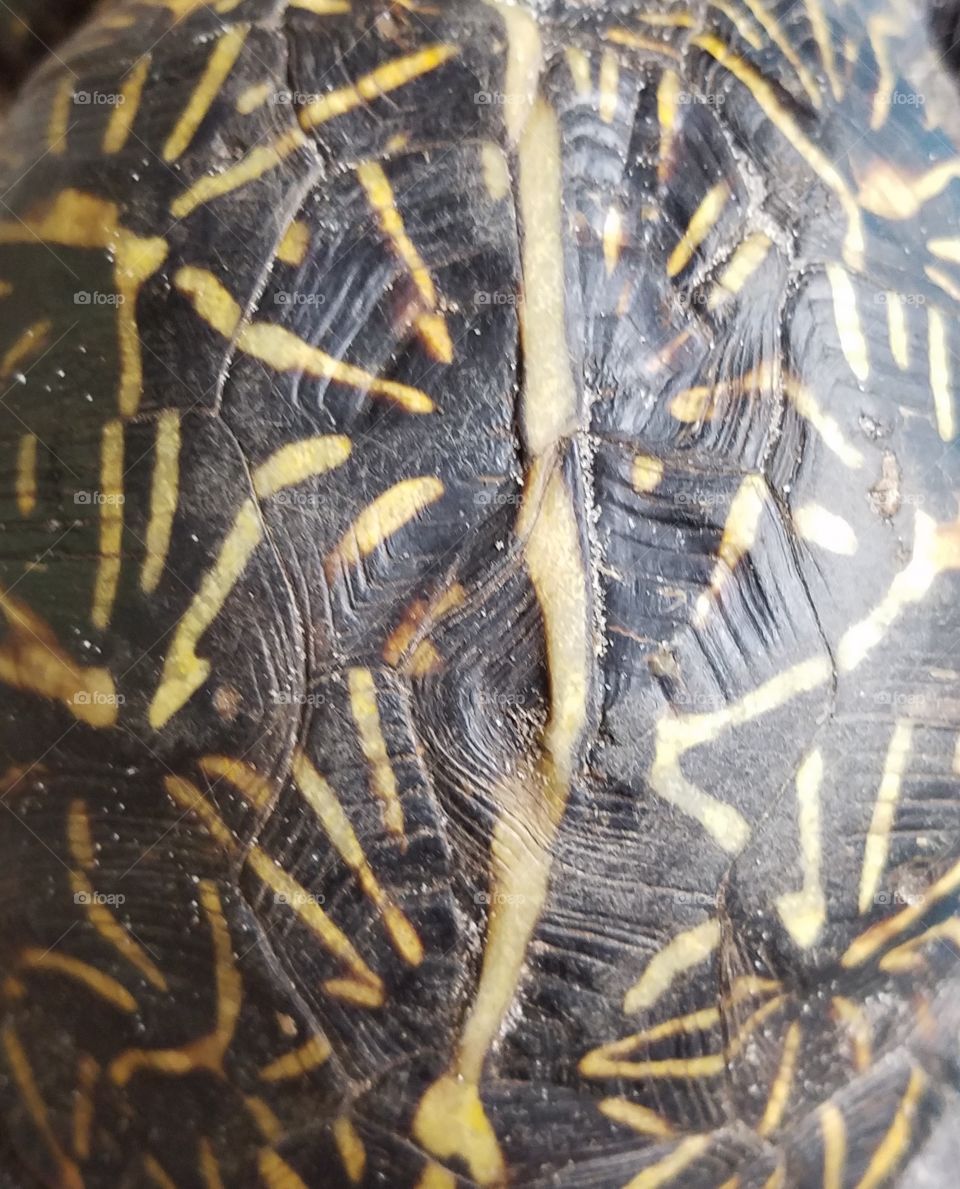 Box Turtle Back