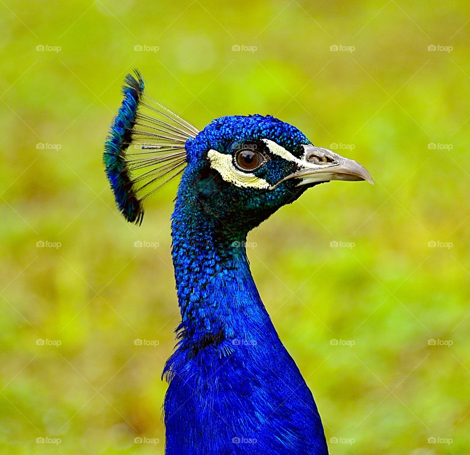 Head only portrait of a peacock.