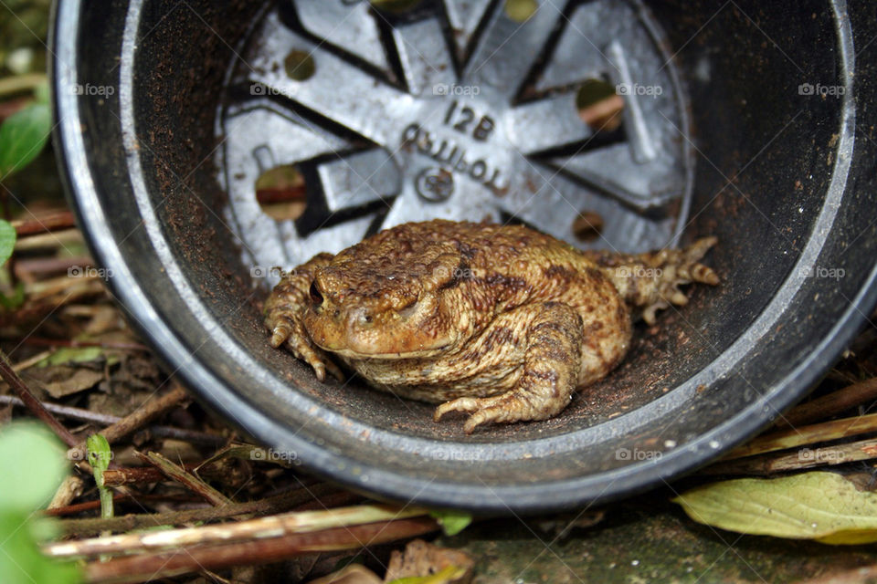 nature toad bucket by dannytwotaps