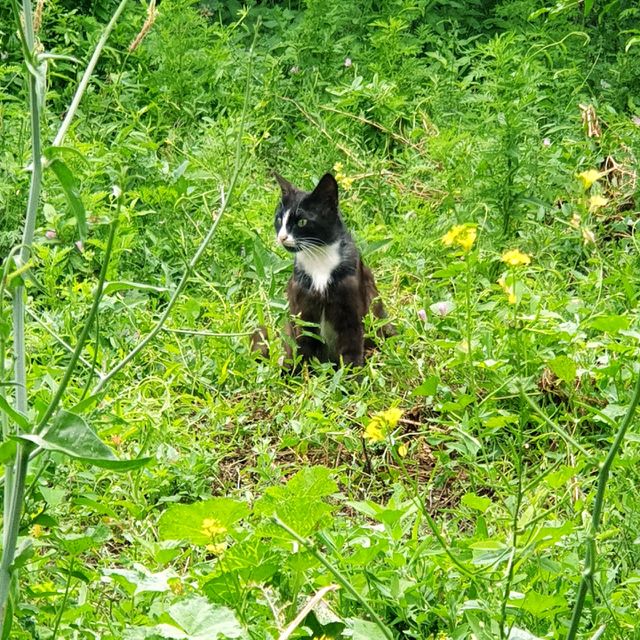 cat