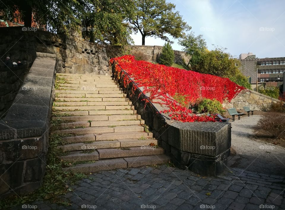 Stairs with red leaf plant.