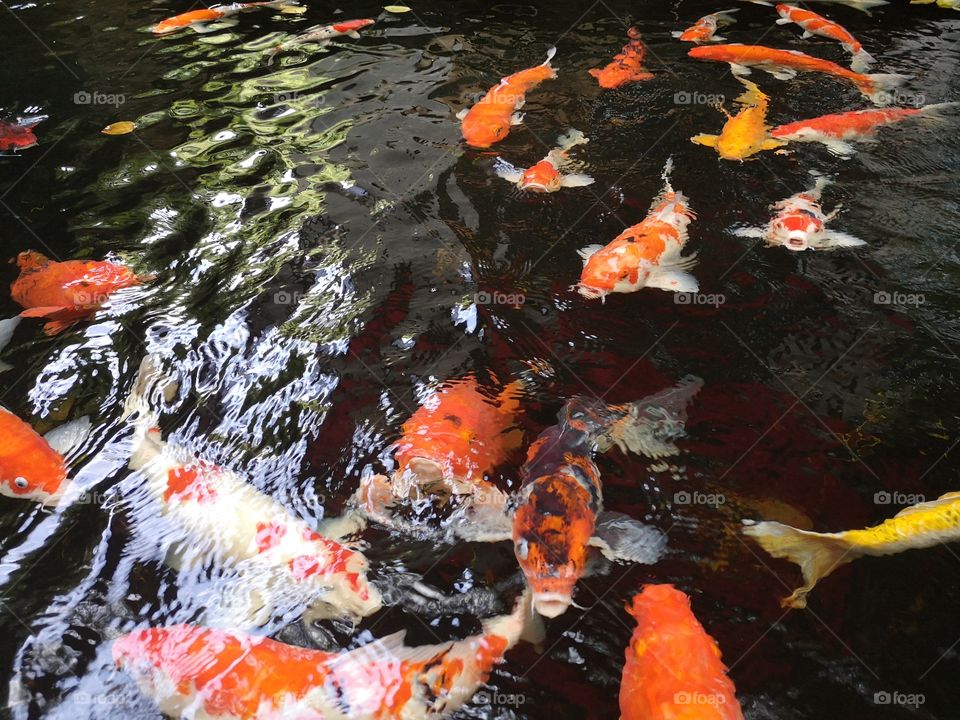 Fancy​ carp​ koi fish​