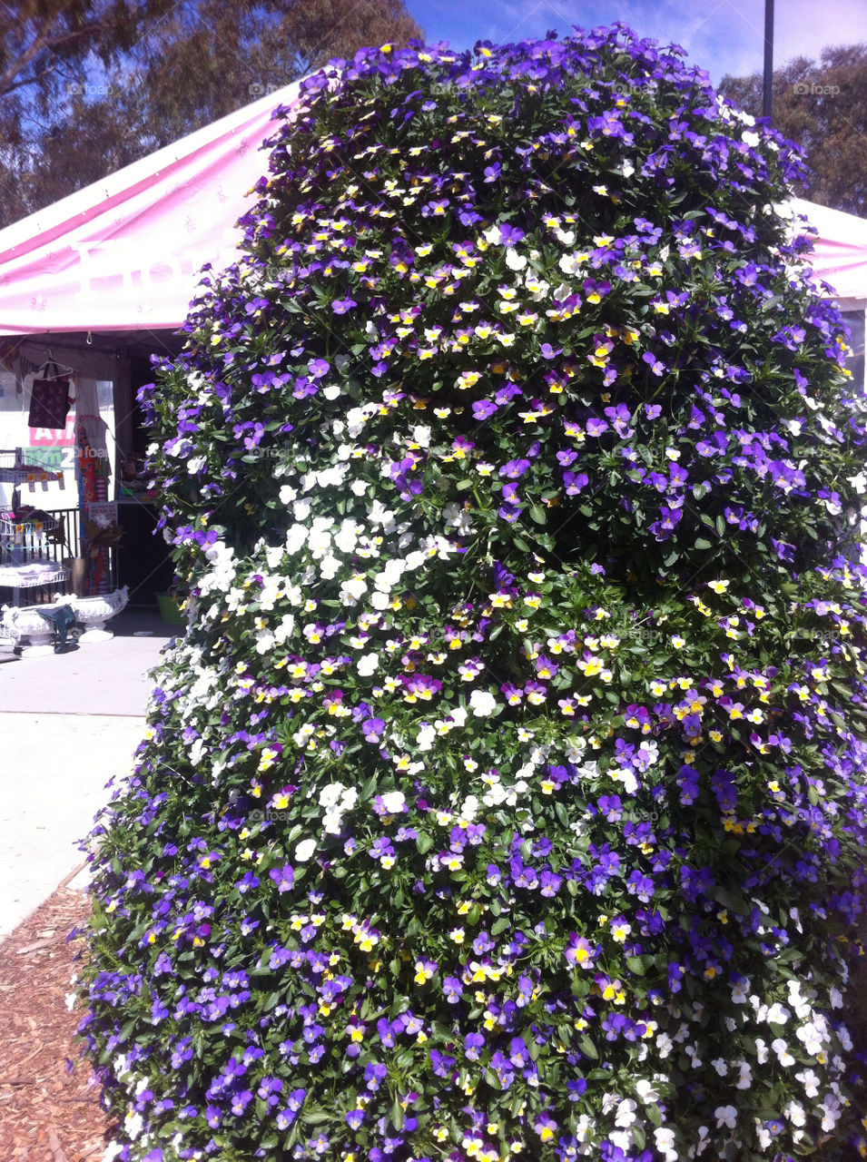 spring flowers sunny australia by splicanka