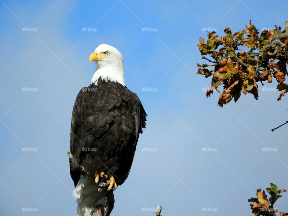 eagle on a branch with sky in background