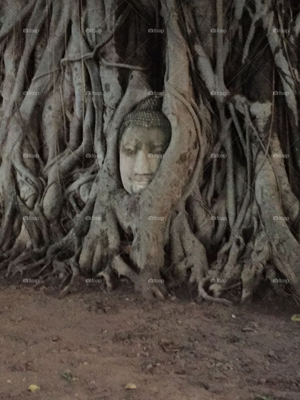 Buddha in a tree, Thailand 