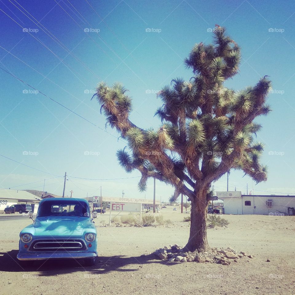 Joshua Tree in Arizona