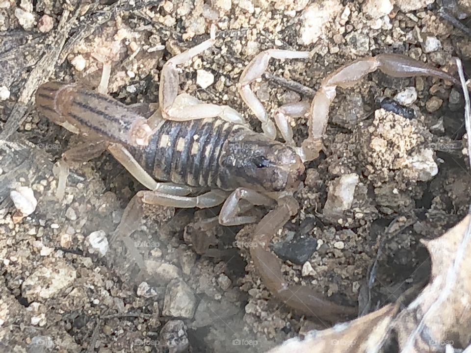 Stripe-tailed scorpion