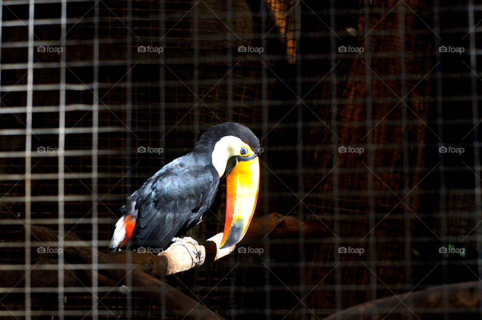 Toco Toucan sitting on a branch and the sun shines on its beauty.