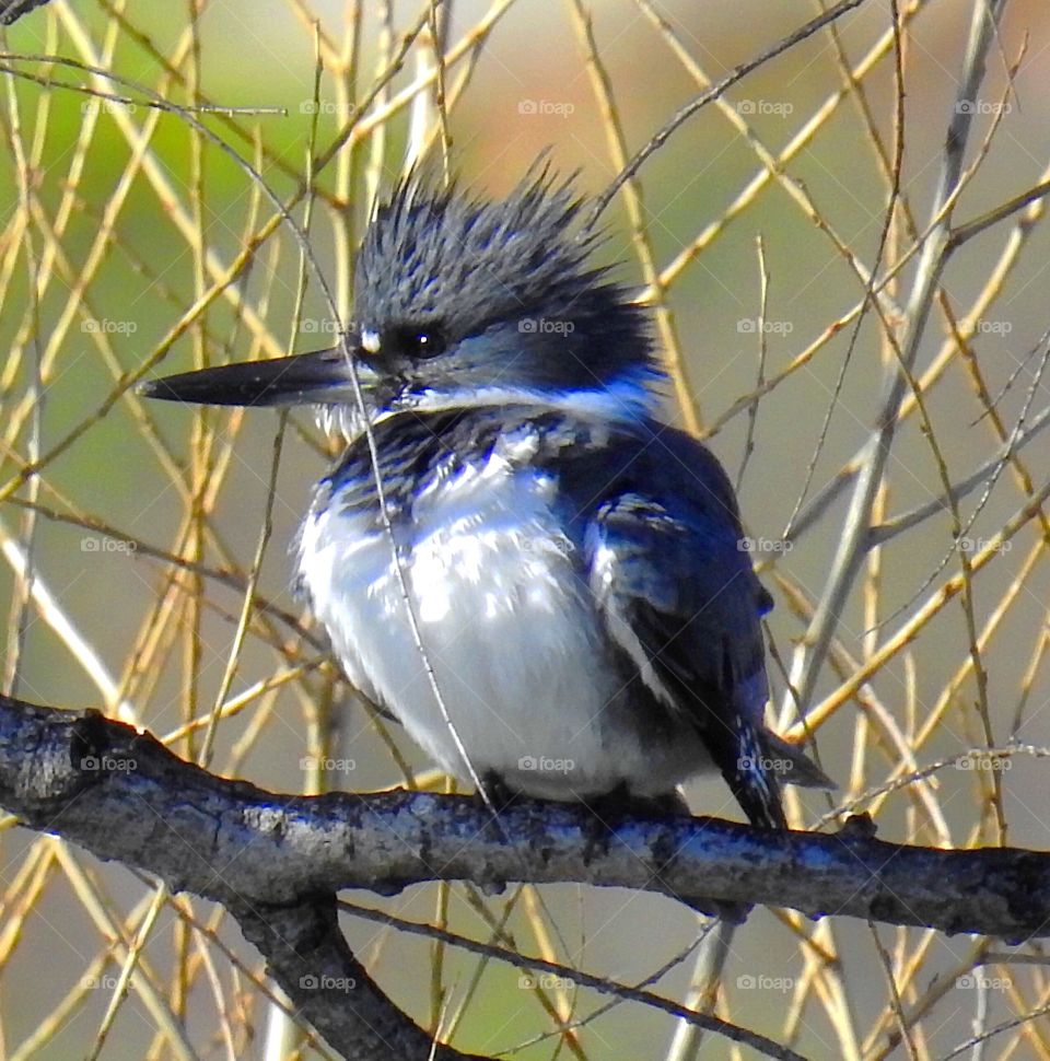 Belted Kingfisher-bird