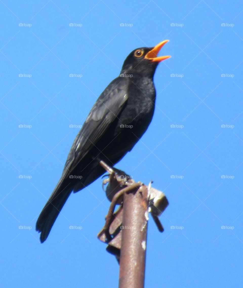 Blackbird singing on top of a roof of a house