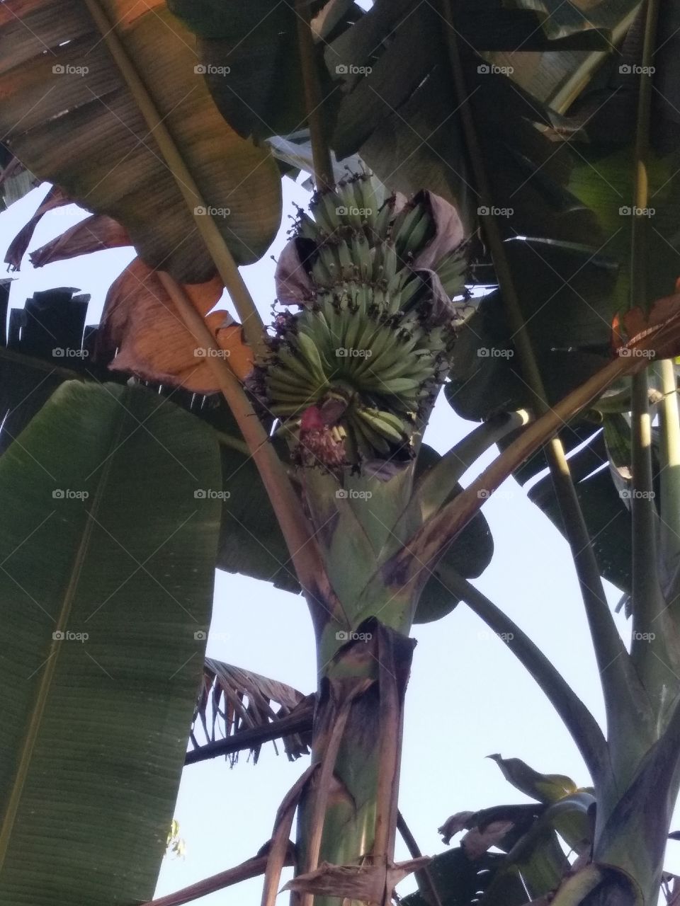 Banana growing,  Countryside Banana with natural health,