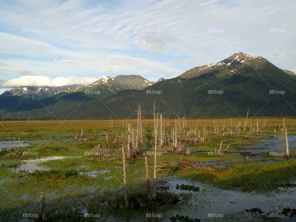 An image of dead trees.