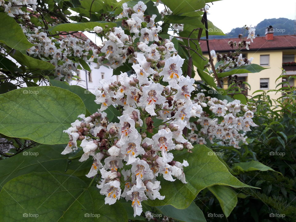 tree white flower