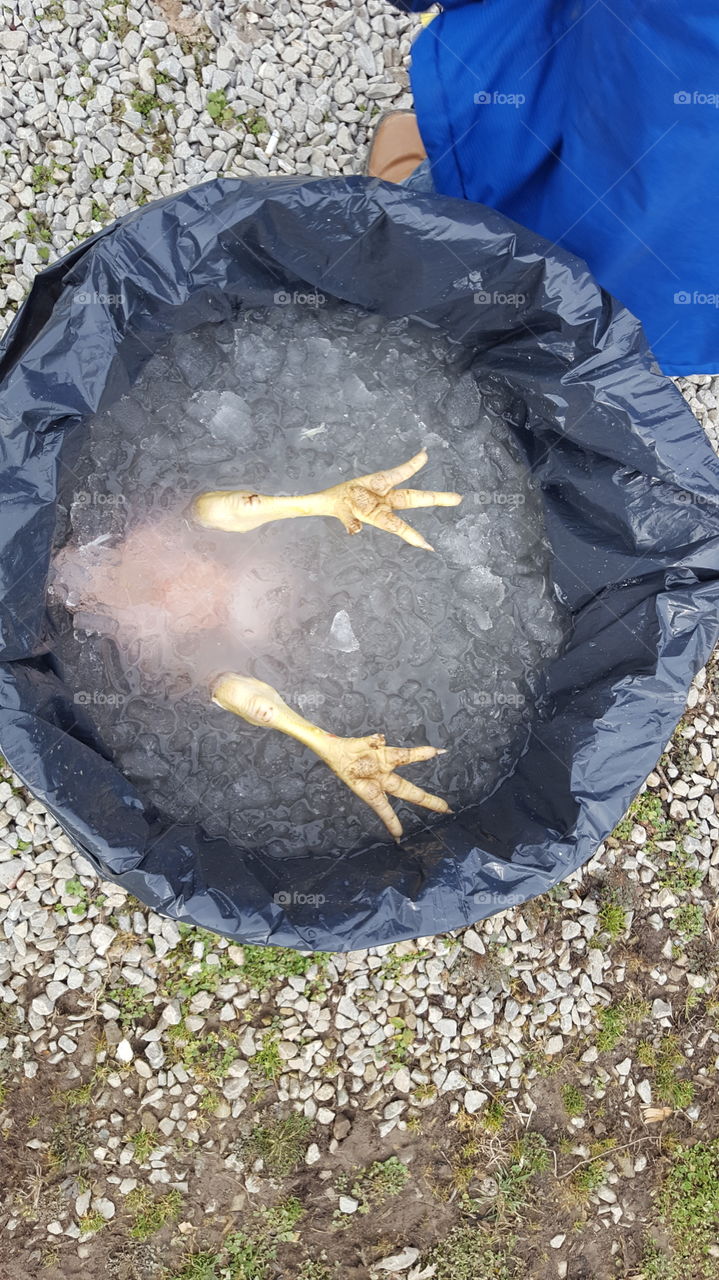 butchered chicken in an ice bath