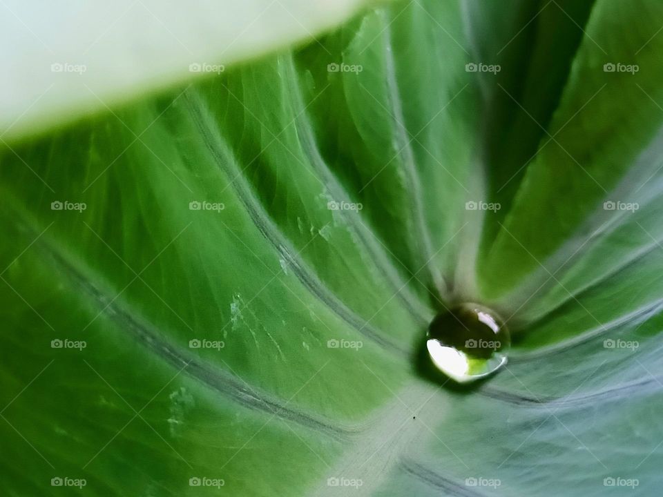 water drops on leaves