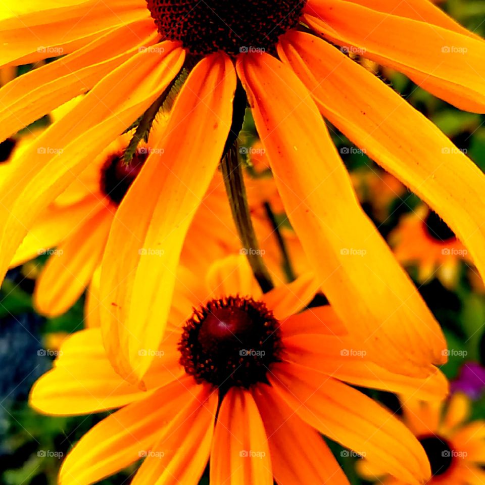 Wildflowers in Bloom