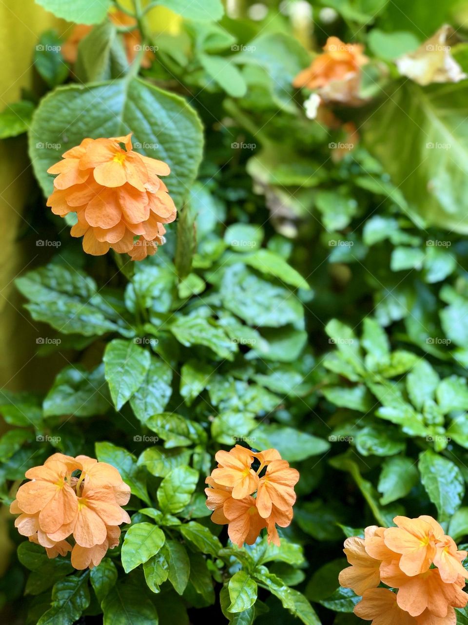 Orange flowers 