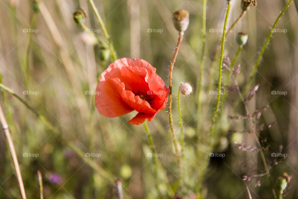 Nature, Flower, No Person, Summer, Poppy