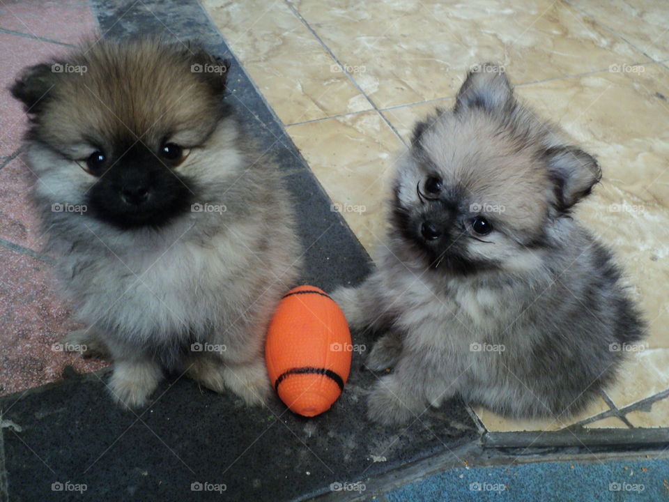 cute pomeranian mini puppies
