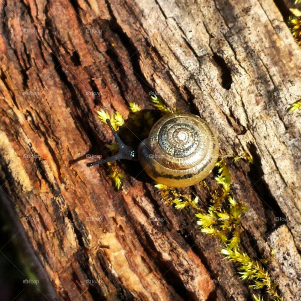 Snail