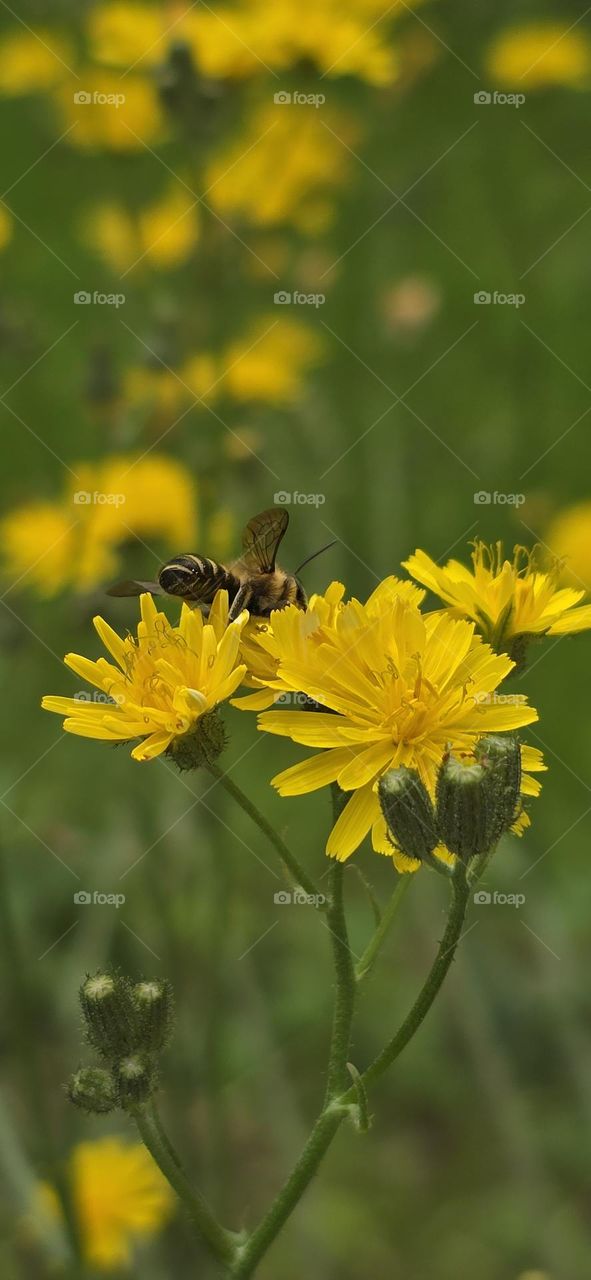 Bee