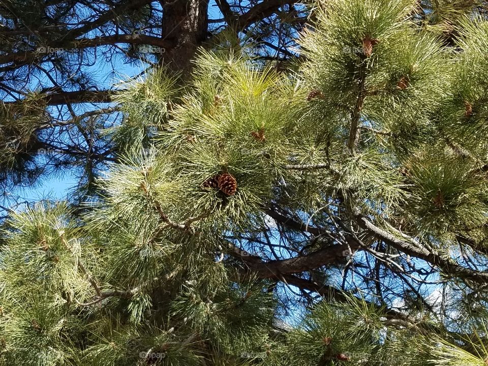Pine cones in natural setting and high up at Mt Charlston.