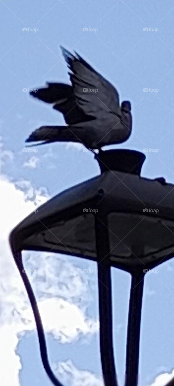 paloma 🕊 en farola