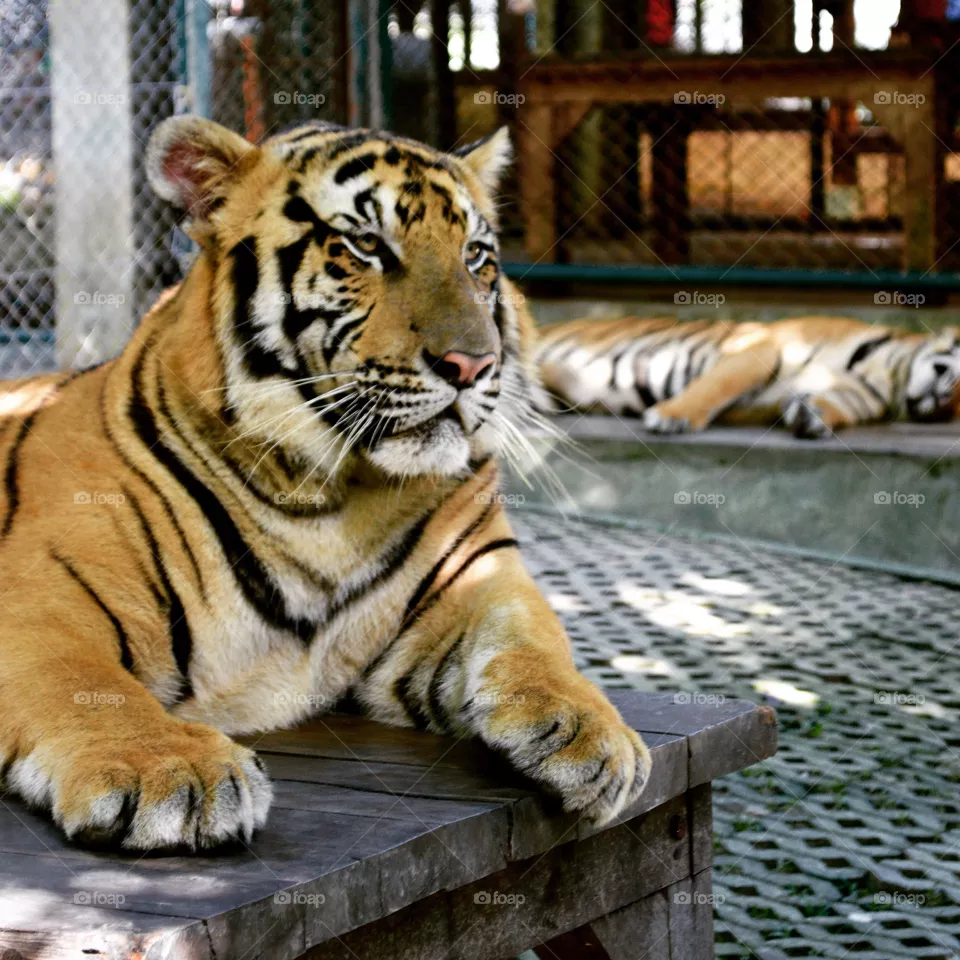 Tiger