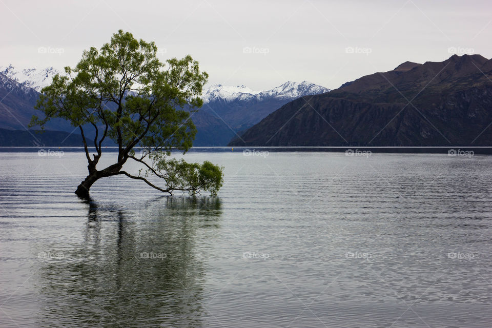New Zealand - Wanka , The Wanka tree 