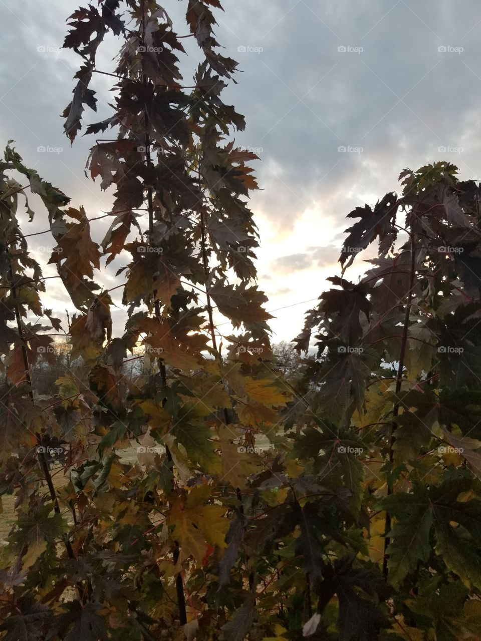 Sunset through the trees