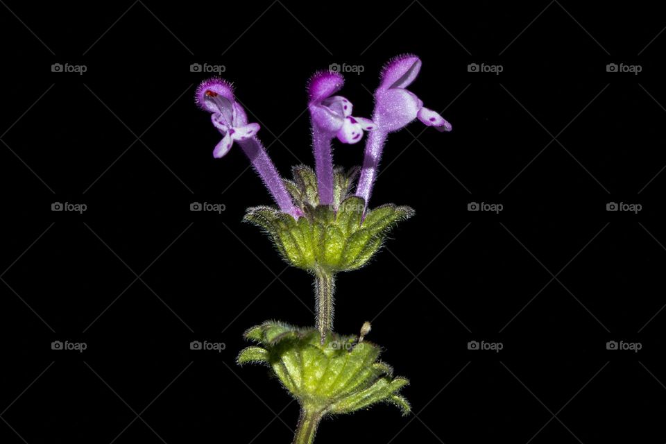 Serpent Gorynych against the background of the night sky. (lamium).