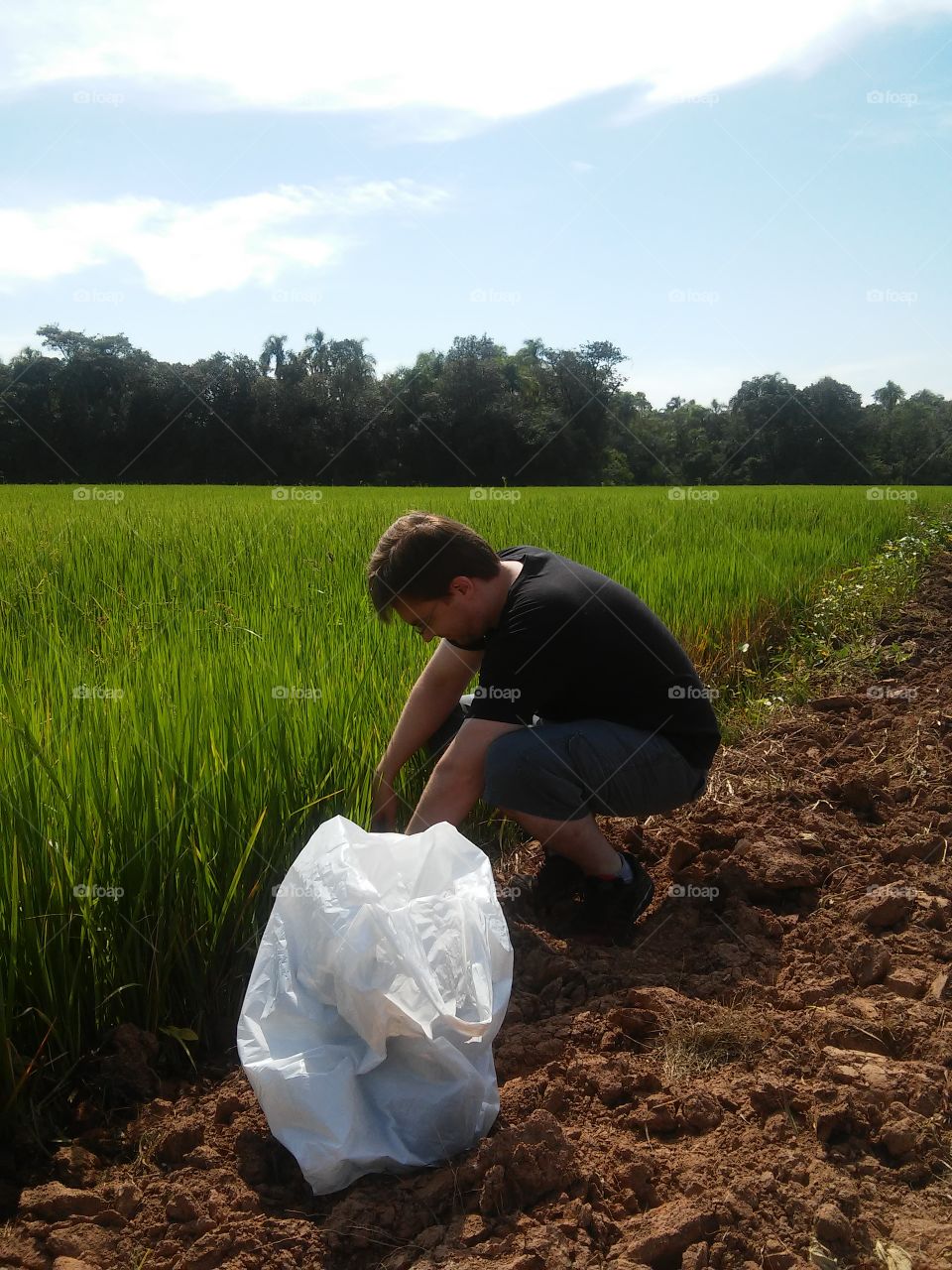rice soil analisys