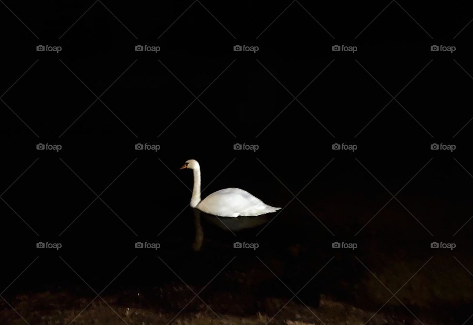 The bird in the night